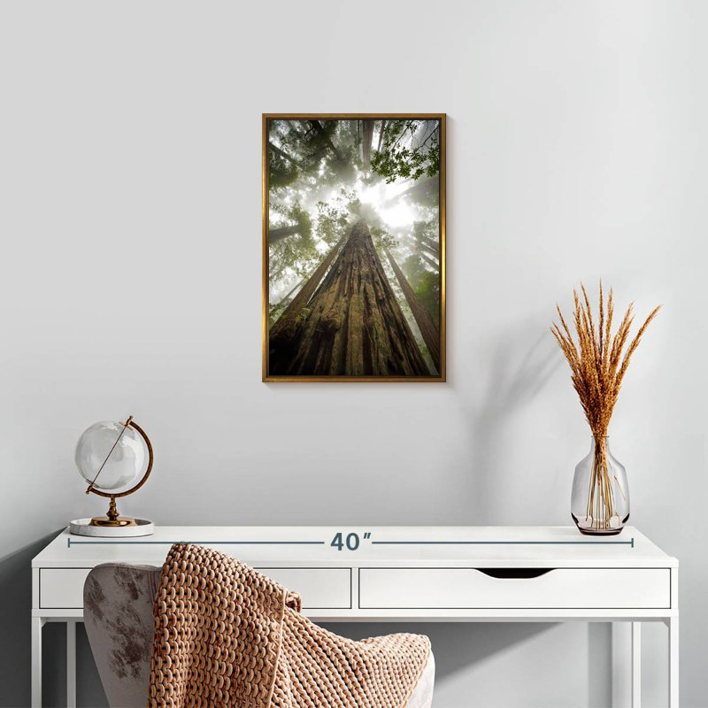 Sequoia Forest Redwoods, Floating Frame Gold, 13" x 19"
