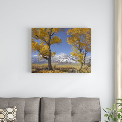 " Cottonwood Trees "