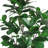 Artificial Magnolia Leaf Tree in Pot-1655392150