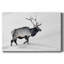 Toile tendue Lone Bull-Gallery