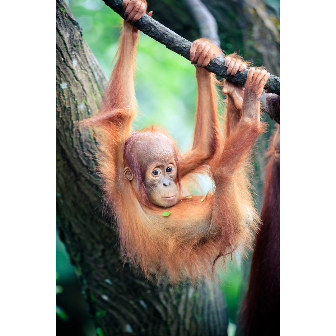 Orang-Utan Baby von FredFroese - Kunstdrucke auf Leinwand