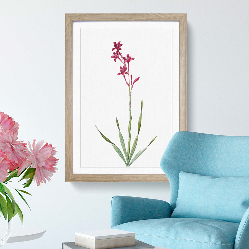 Bugle Lily in Pink by Pierre-Joseph Redoute - Picture Frame Art Print, Oak Framed, 36cm H x 27cm W x 2cm D