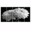 Monochromes blanc noir, «Mums Botanical Beauty I», ensemble d'art mural-815987789