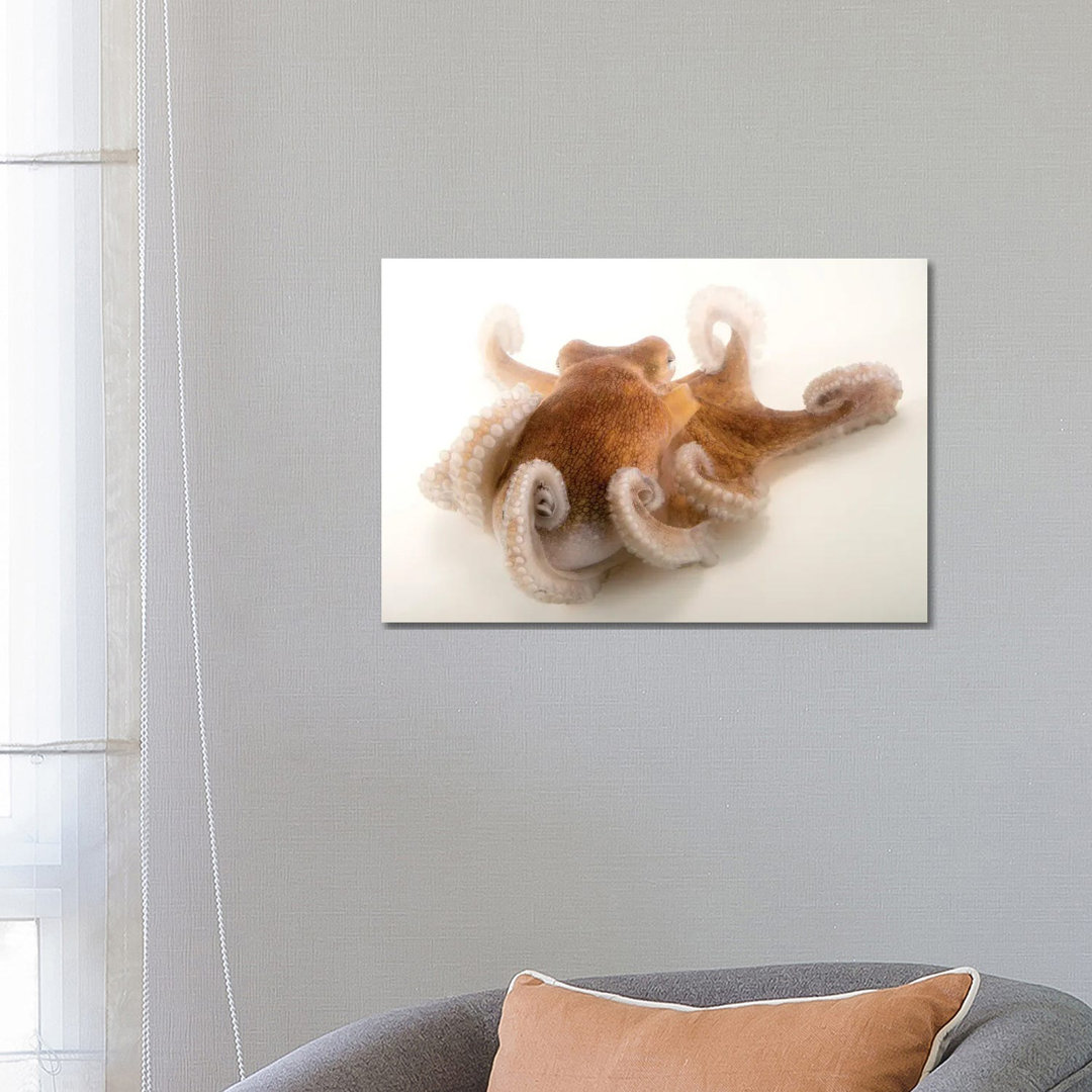 A Common Octopus At Gulf Specimen Marine Lab And Aquarium by Joel Sartore - Gallery-Wrapped Canvas Giclée on Canvas