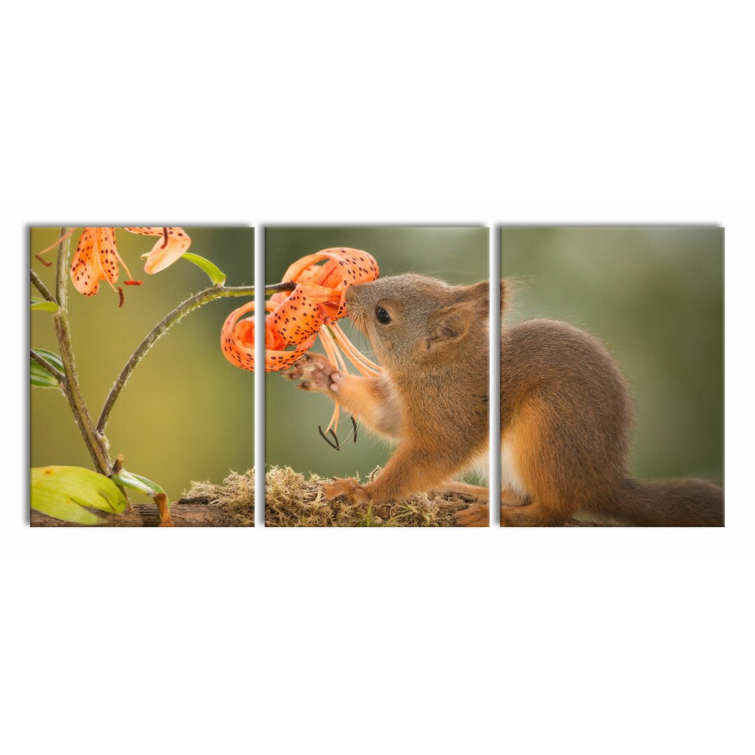 3-tlg. Leinwandbilder-Set Squirrel and Flower