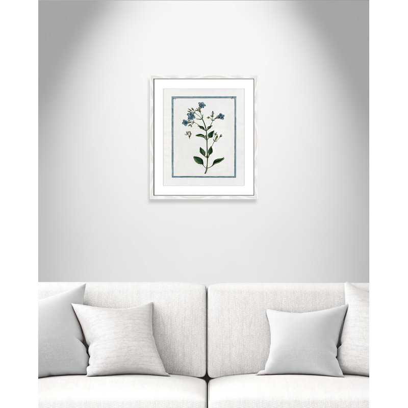 Colombe Shabby Elegance Botanical II - Framed Art, 16" W x 19" H, White Framed
