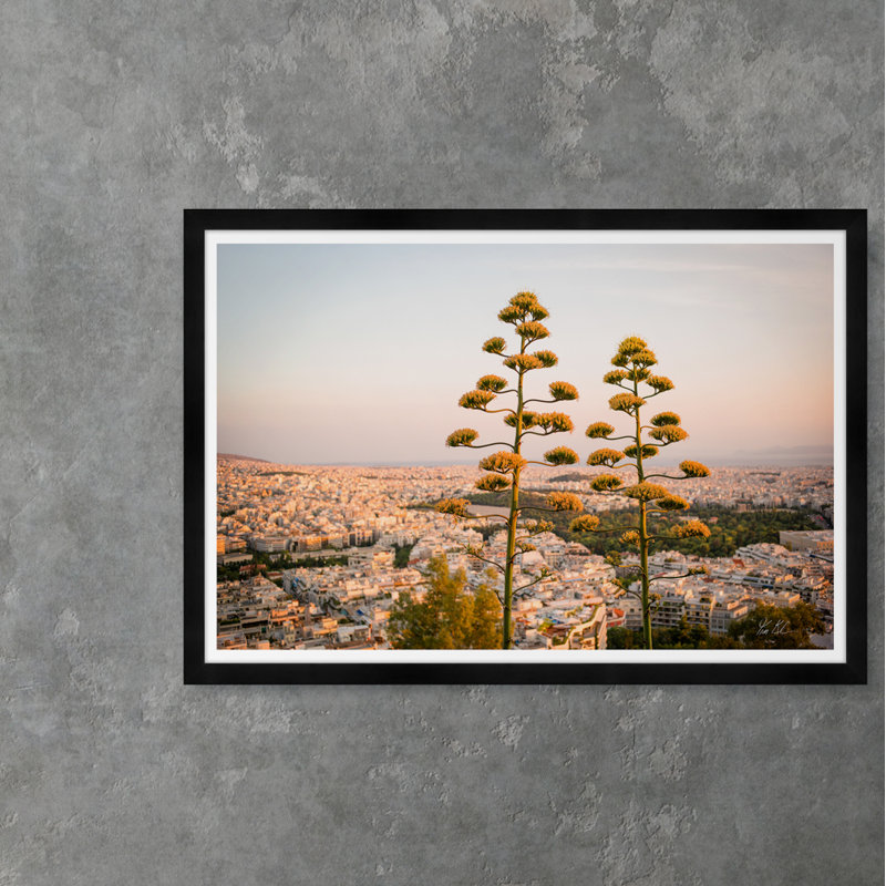 Agave Trees On Hills Of Athens I Print by Tim Klein