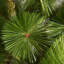 Arbre de noël artificiel 6,8' pin tree