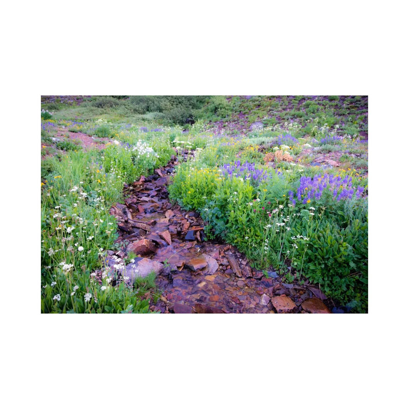 Field Of Beauty L by Dan Ballard - Wrapped Canvas Print, 20.32 cm H x 30.48 cm W
