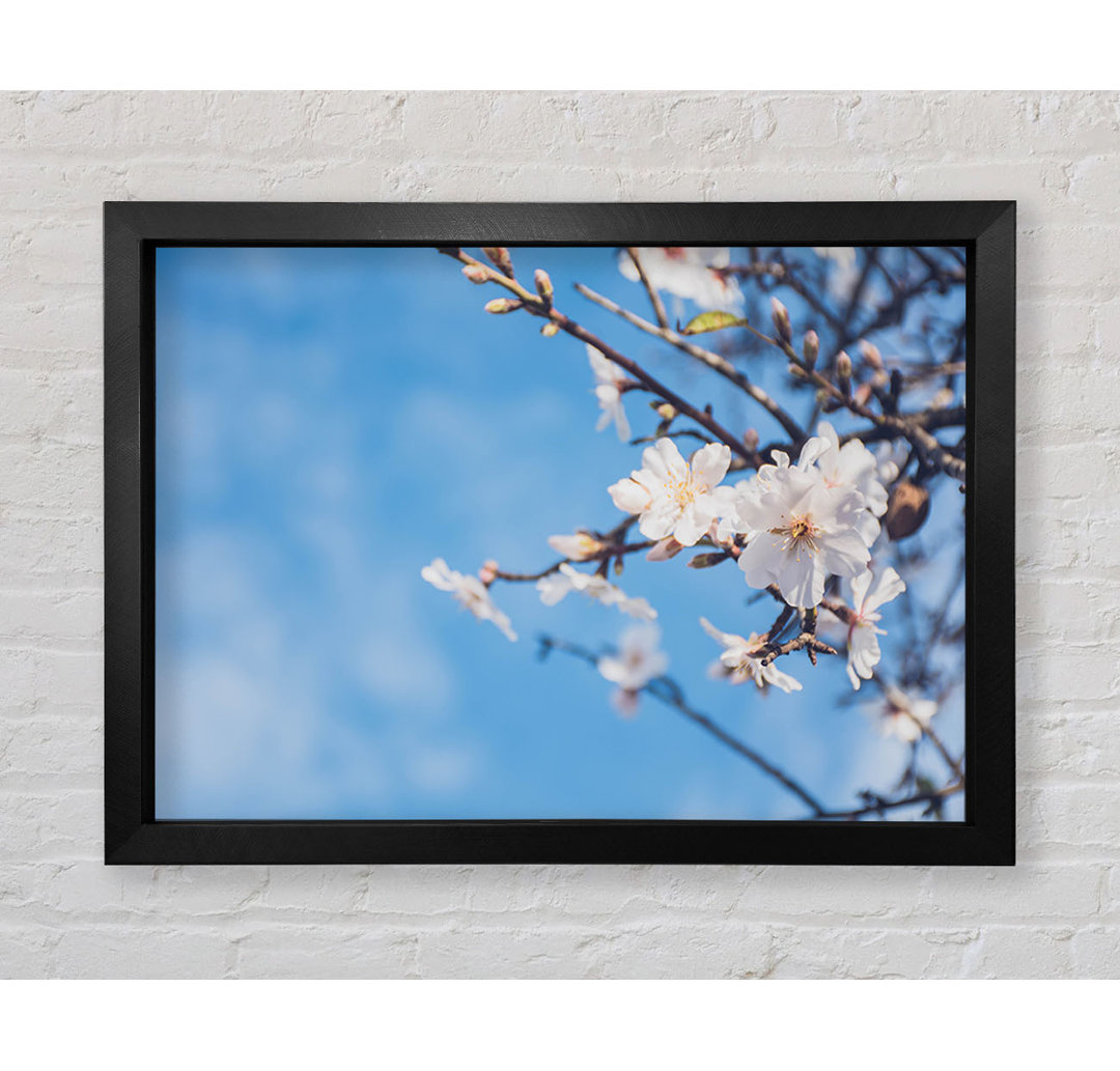 White Blossom Flowers Off A Branch - Einzelner Bilderrahmen Kunstdrucke