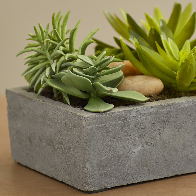 Succulent Garden with Concrete Planter