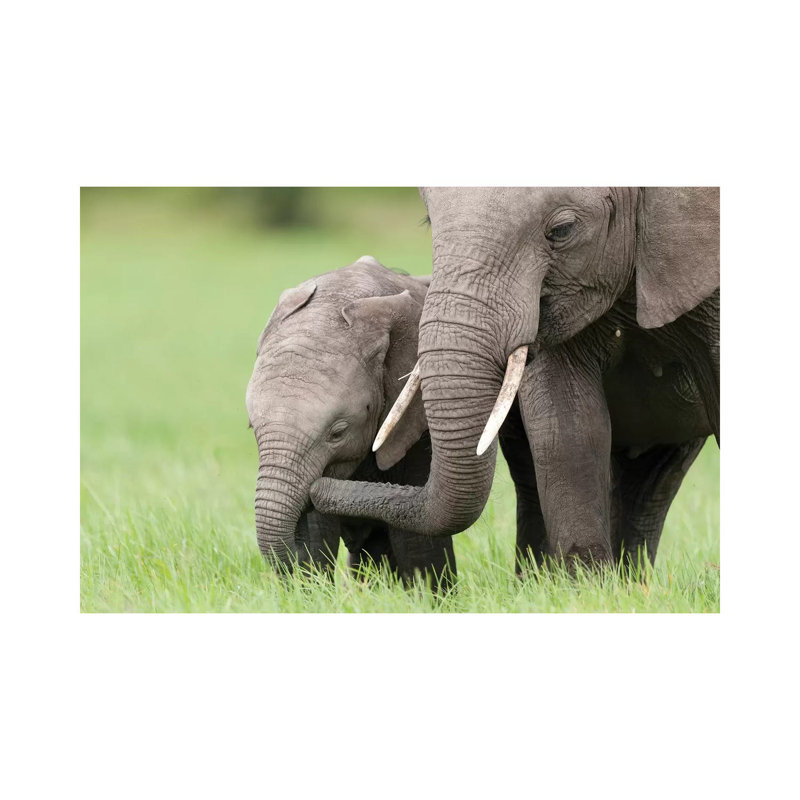 African Elephant Juvenile and Calf, Ol Pejeta Conservancy, Kenya I 1 Piece Wrapped Canvas Wall Art, 20.32 cm H x 30.48 cm W