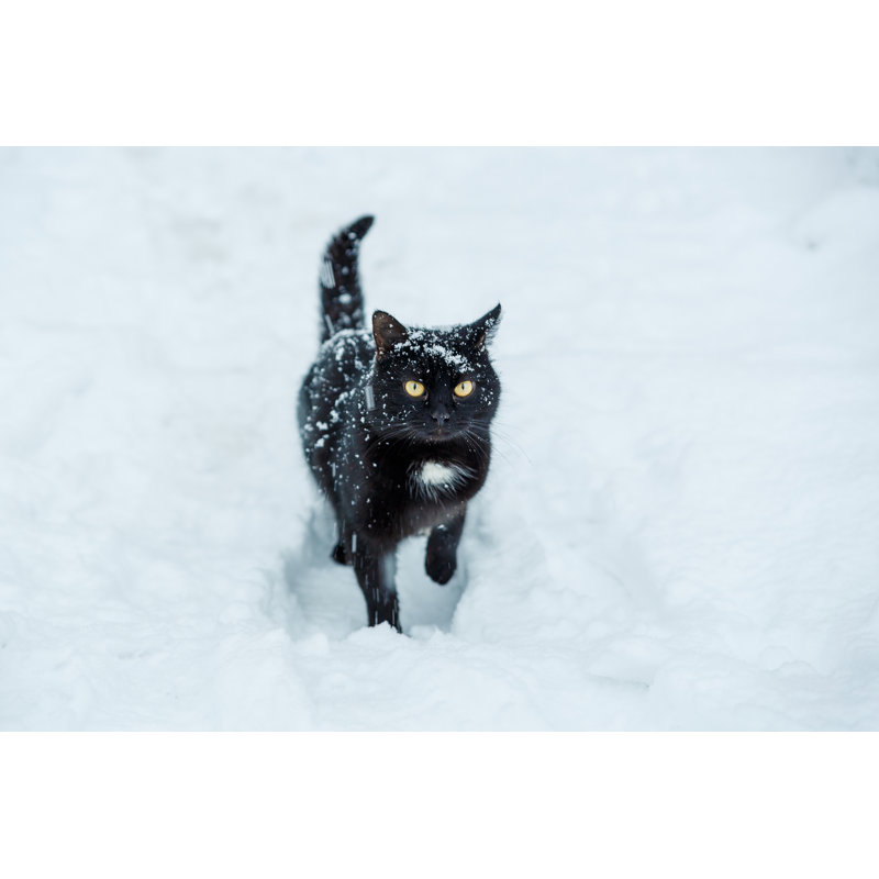 Snow Cat by Marina Khromova - Wrapped Canvas Print, 30cm H x 46cm W