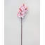 Phalaenopsis Orchidée Blanche 23 po-1877715662-1877715663