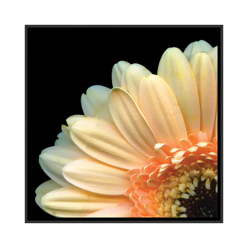 «A Pekk-a-boo Gerbera» par Magda Indigo - Estampe numérique sur toile tendue, H 37 po x l 37 po x P 1,5 po, Pas de tapis