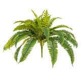 Fern Arrangement