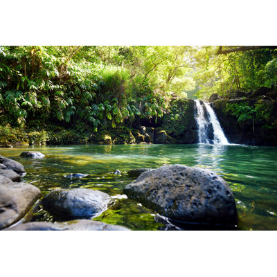 " Dense Tropical Rainforest " by Mnstudio