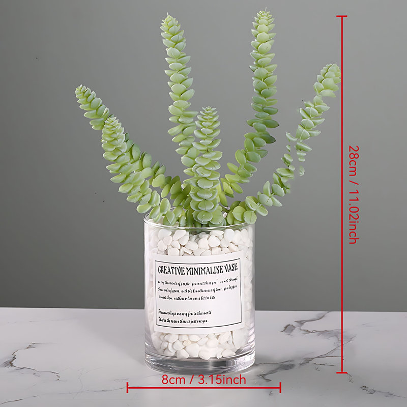 Plante grasse 11,02 po