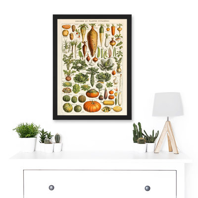 Millot Encyclopedia Vintage Vegetables Legumes Nature - Single Picture Frame Print