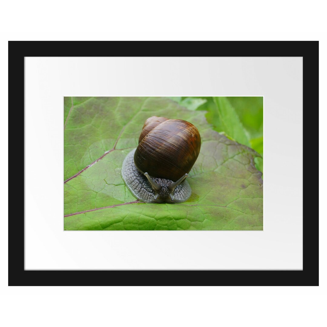 Gerahmtes Poster Kleine Schnecke mit Schneckenhaus