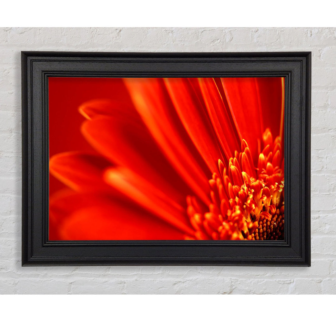 Gerahmtes Leinwandbild Red Orange Gerbera Petals