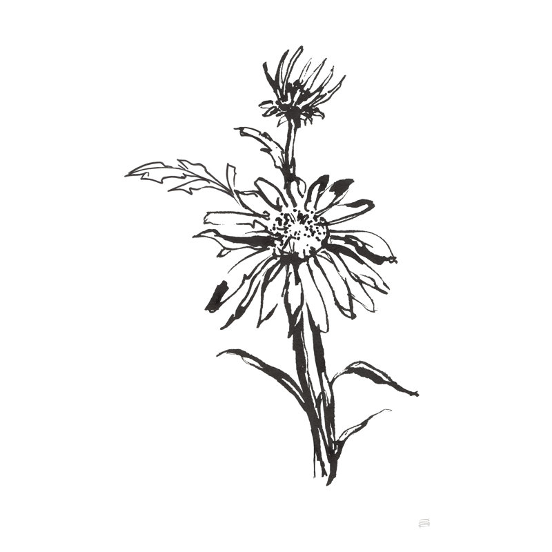 Line Echinacea I by Chris Paschke - Drawing Print, Black Floater Framed, 76cm H x 51cm W