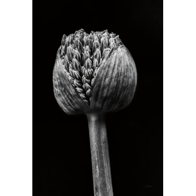 Allium I by Aledanda - Wrapped Canvas Print