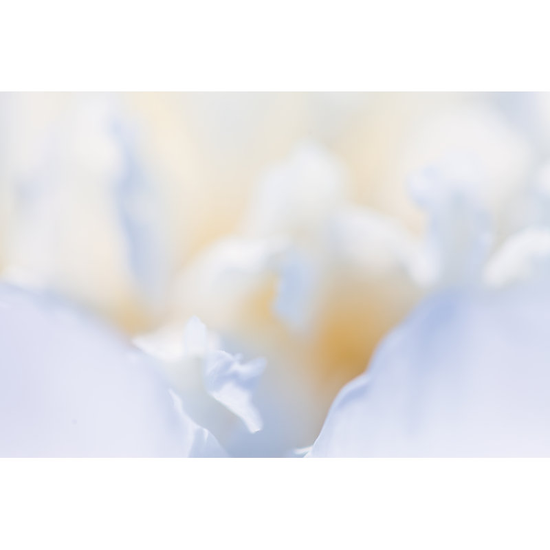 White Flower Closeup by Oxana Lebedeva - Wrapped Canvas Print, 30cm H x 46cm W
