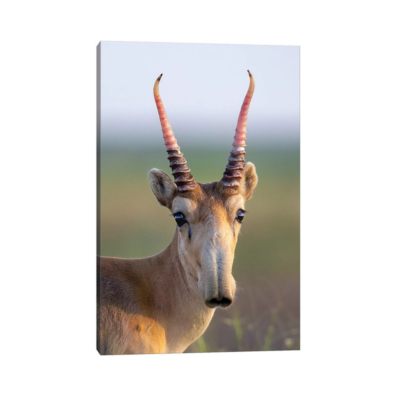 Saiga Young Male Russia 1 Piece Wrapped Canvas Wall Art, 20.32 cm H x 30.48 cm W