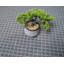 Ensemble de tapis intérieur / extérieur en polyester touffeté à la machine Lillyonna-1808942977