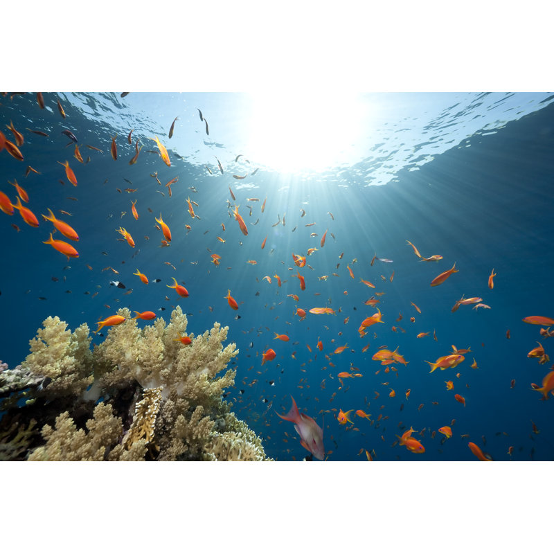 Haun Photo Of Fish - Wrapped Canvas Print, 30cm H x 46cm W x 3.8cm D