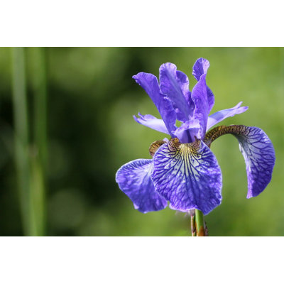 Blue Bearded Iris 1 Piece Wrapped Canvas Wall Art