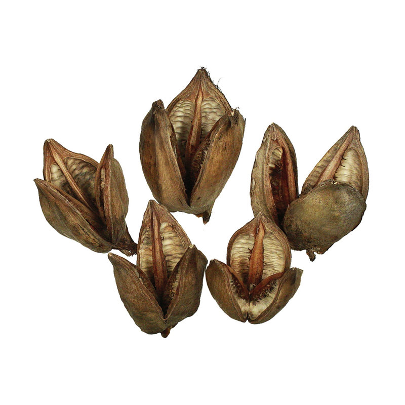 2'' Plant