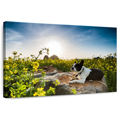 Meadow Dog