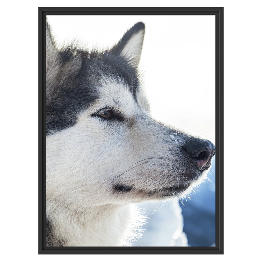 Gerahmtes Wandbild HuskySchnee