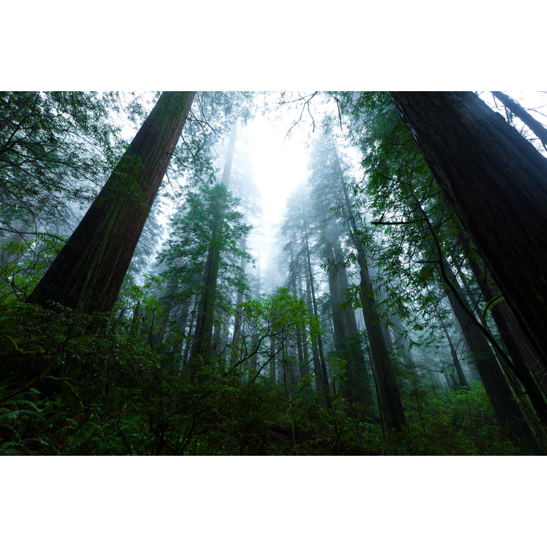 Redwood Forest In Fog by Halbergman - Leinwanddrucke auf Leinwand