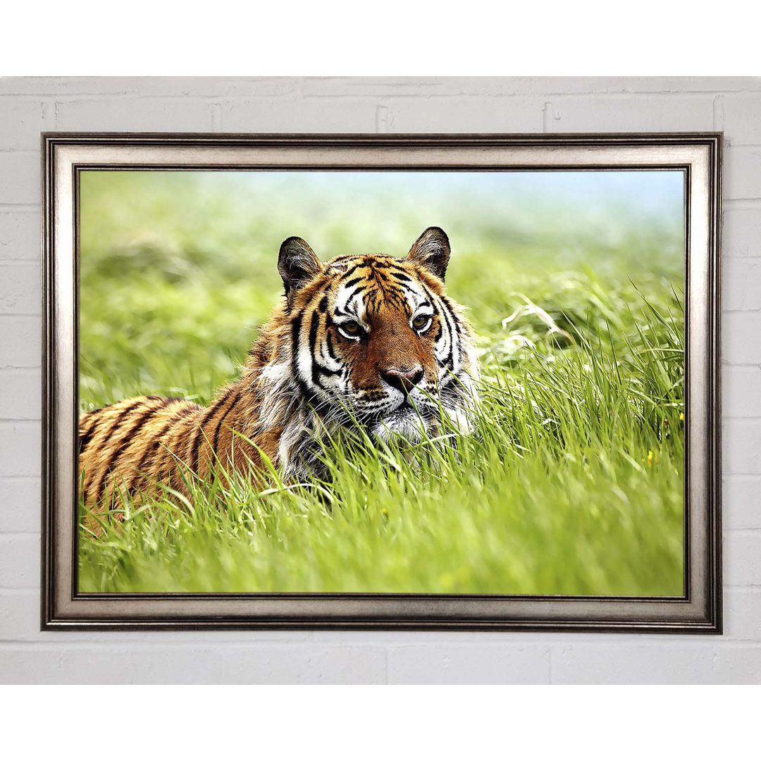 Amazing Siberian Tiger - Einzelner Bilderrahmen Kunstdrucke