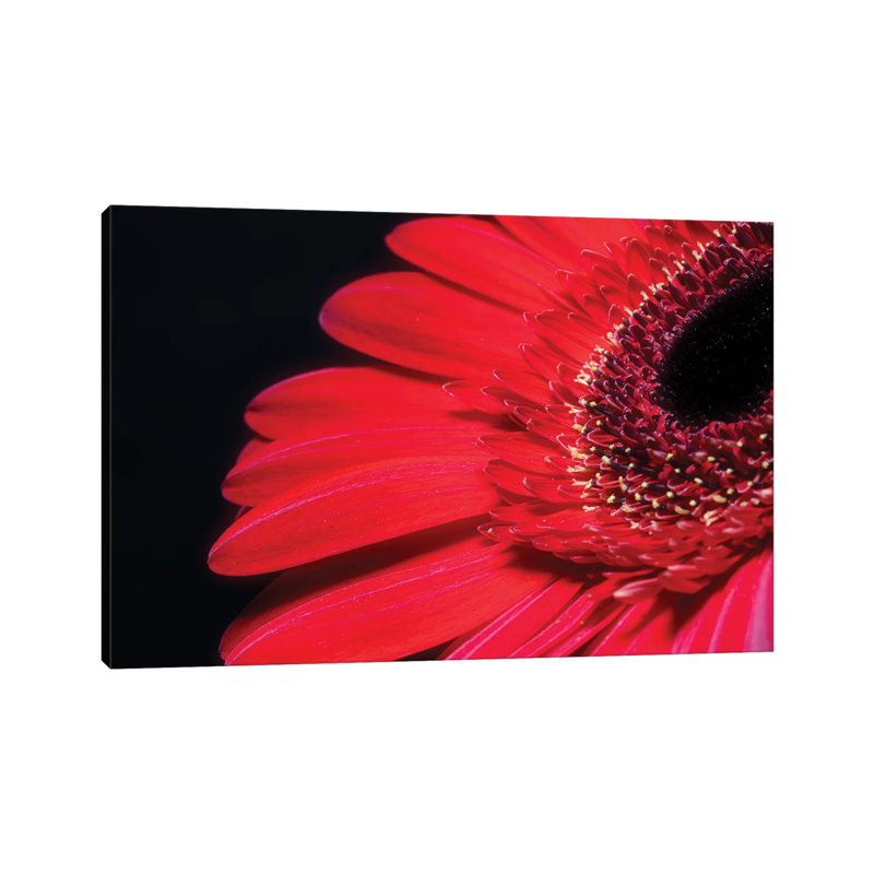 Red Gerbera Flower - Wrapped Canvas Print, 20.32cm H x 30.48cm W x 1.905cm D