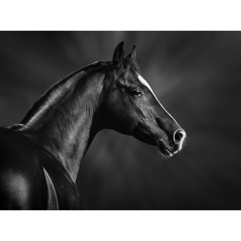 «Black Horse Profile», photographie encadrée, 40 po x 60 po