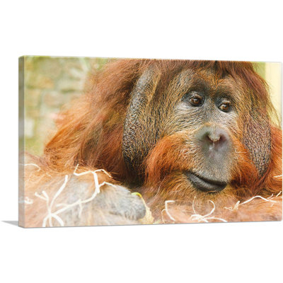 " Orangutan Monkey " 3 - Pieces