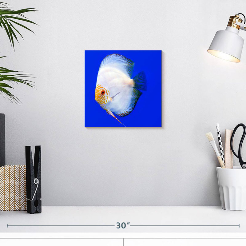 Brampt Pompadour Discus Fish, 10" H x 10" W