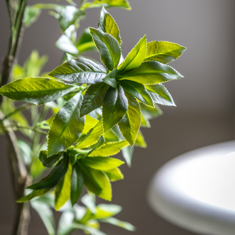 Potted Pierisjaponica 5ft Tree