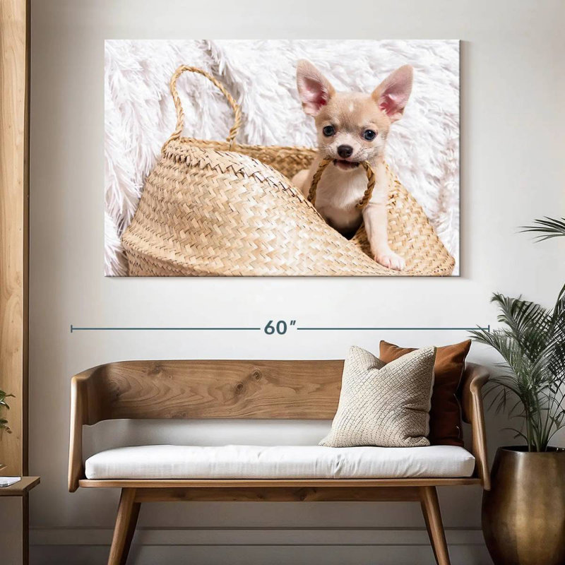 Chihuahua Rowdy, H 34 po x l 51 po