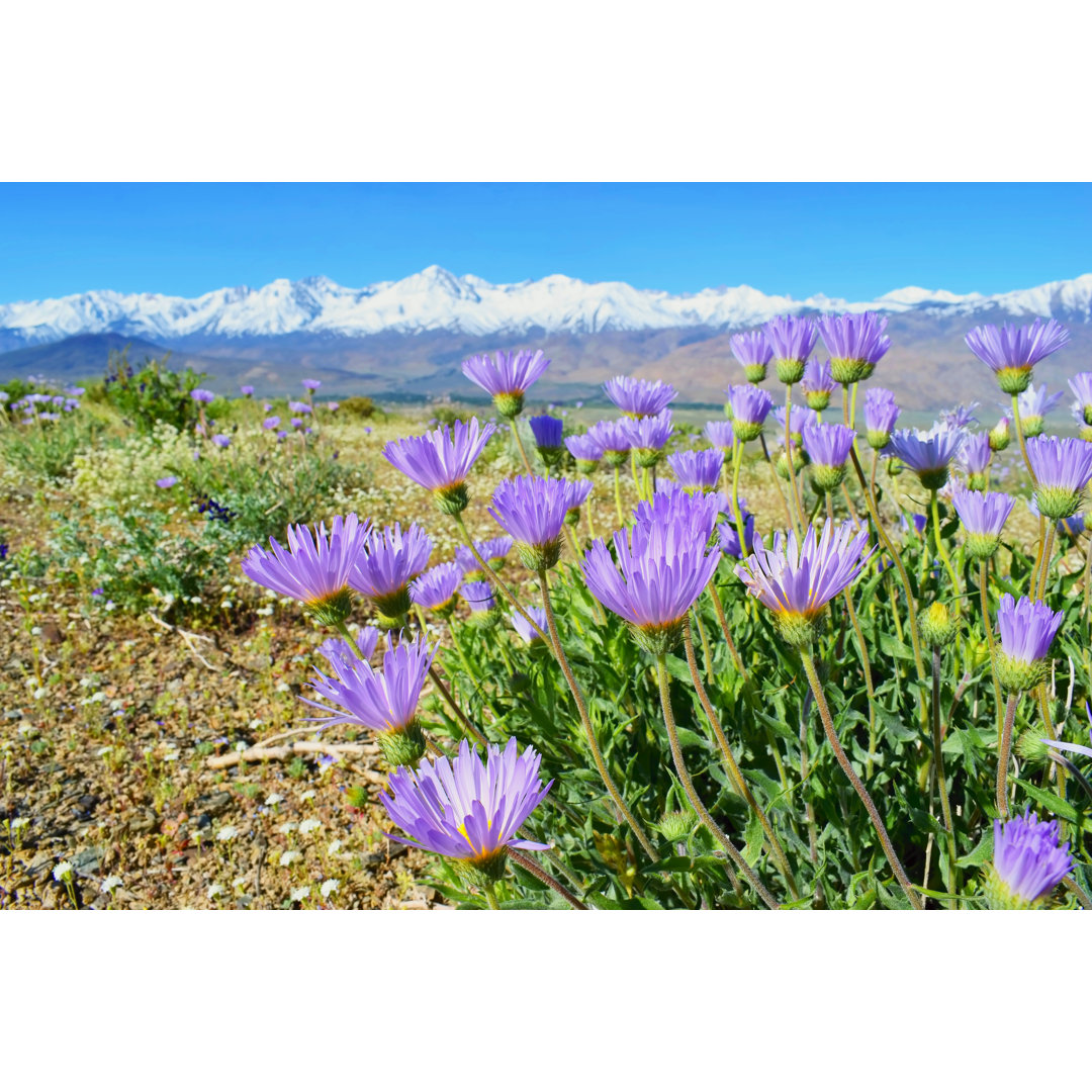 Flowers, Sierra Nevada Mountains, California, USA by Tunatura - Wrapped Canvas Print