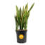 Snake Plant in Nursery Pot