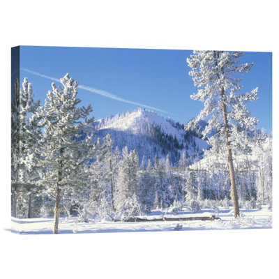 " Pine Trees Covered With Snow "