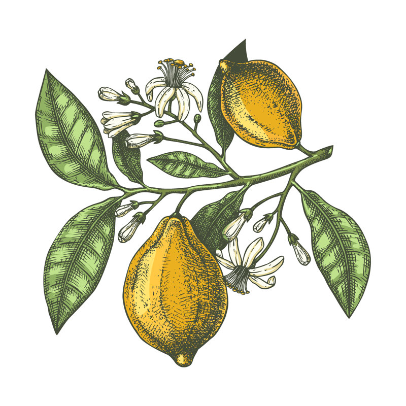 Agrumes dessinés à la main - branche de citron par Ievgeniia Lytvynovych - impression sur toile tendue, H 30 po x l 30 po