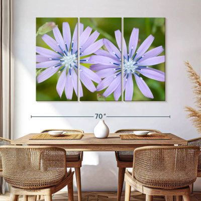 Harnek Radiant Chicory Flowers