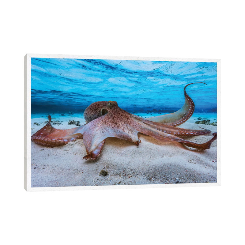 Octopus by Barathieu Gabriel - Print on Canvas, White Framed, 45.72cm H x 66.04cm W x 3.81cm D
