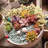 Primrue Live Flowering Plant in Plastic Planter